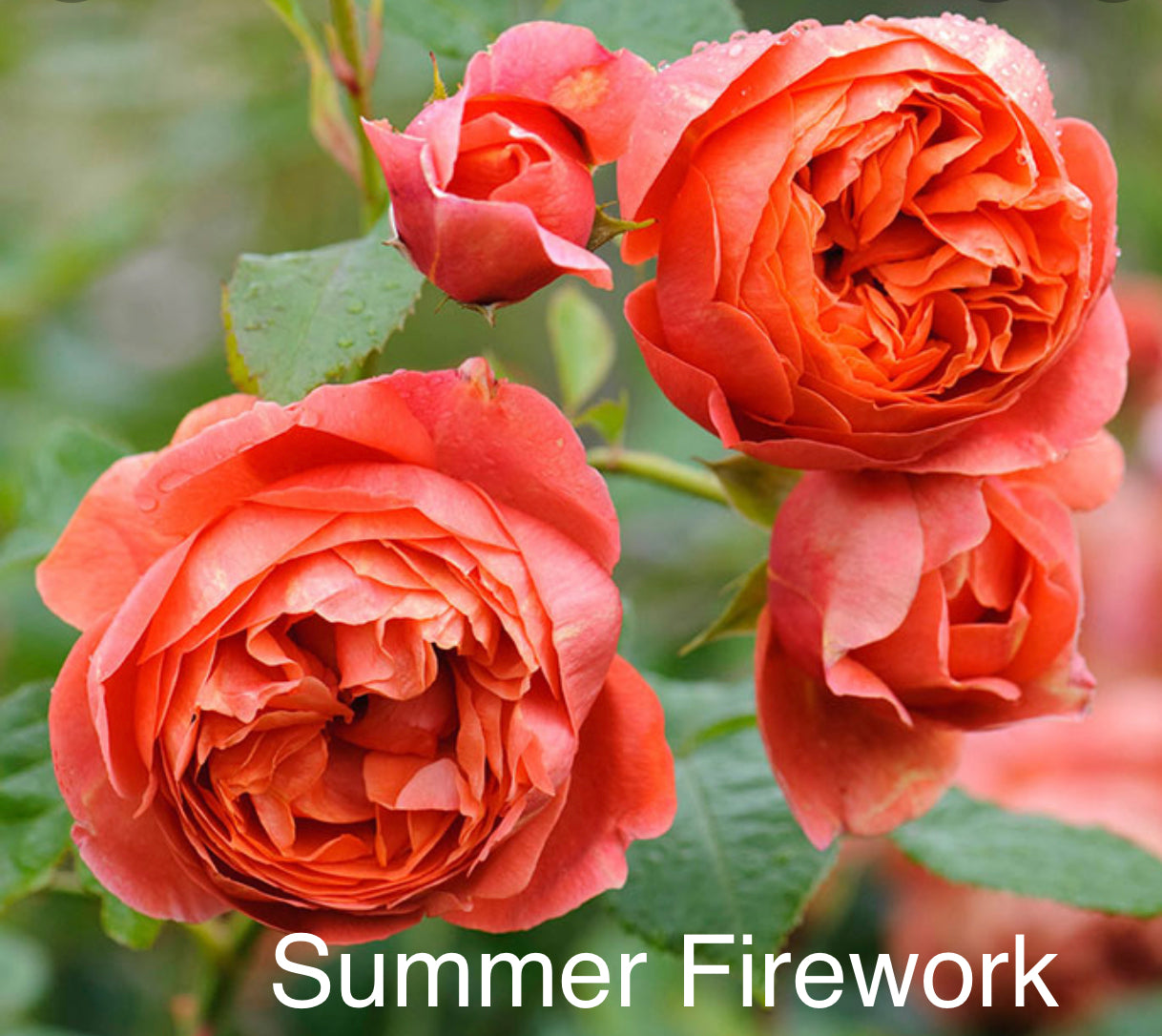 Air-layering Rooted Rose