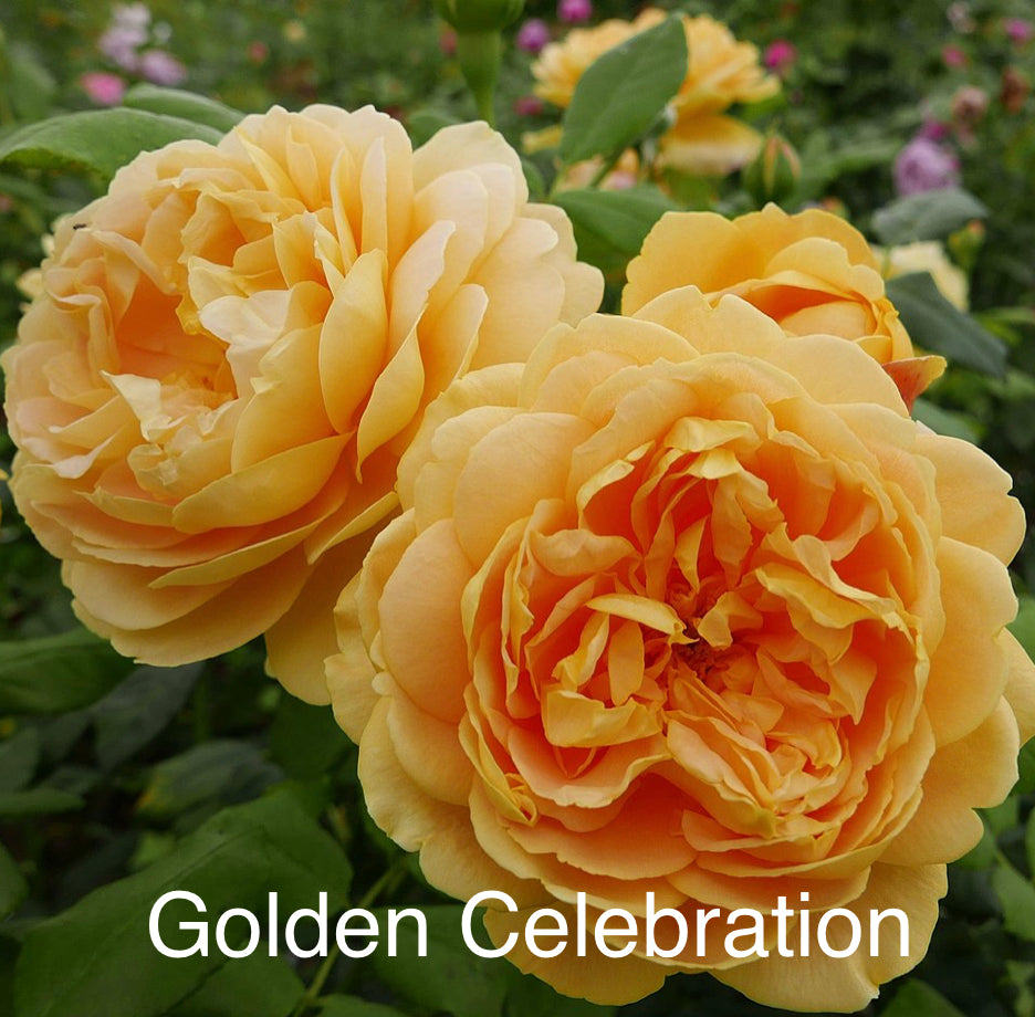 Air-layering Rooted Rose