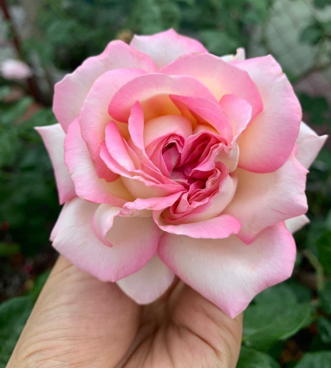 Aube Rose