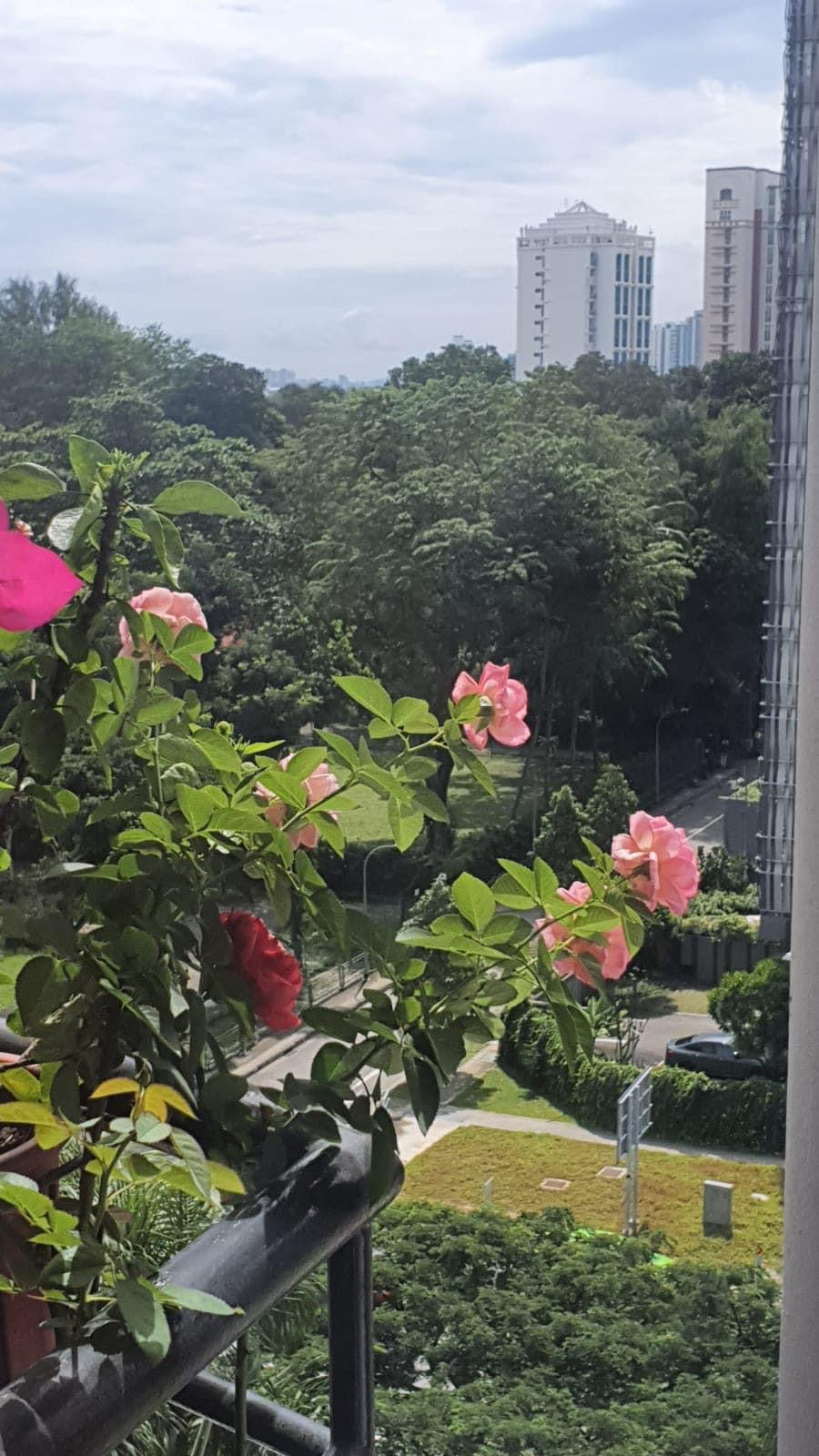 Buviplant Tabletta- Vitamin Rose Tablet