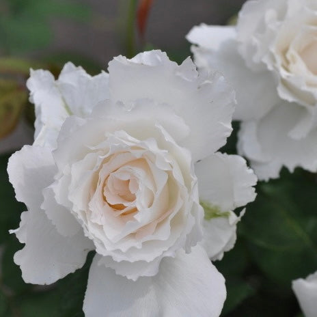 Le Blanc