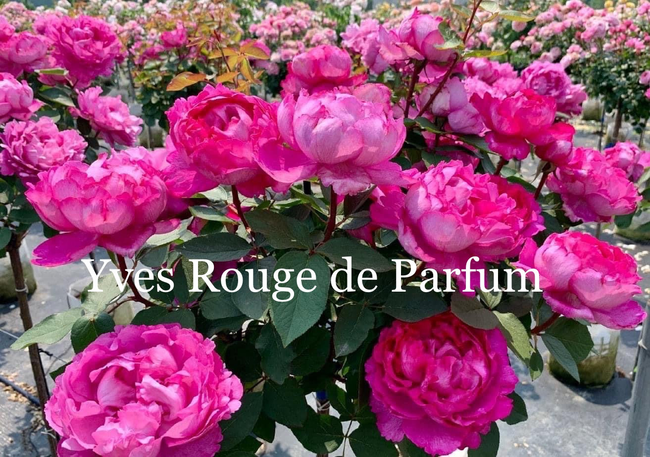 Yves Rouge de Parfum