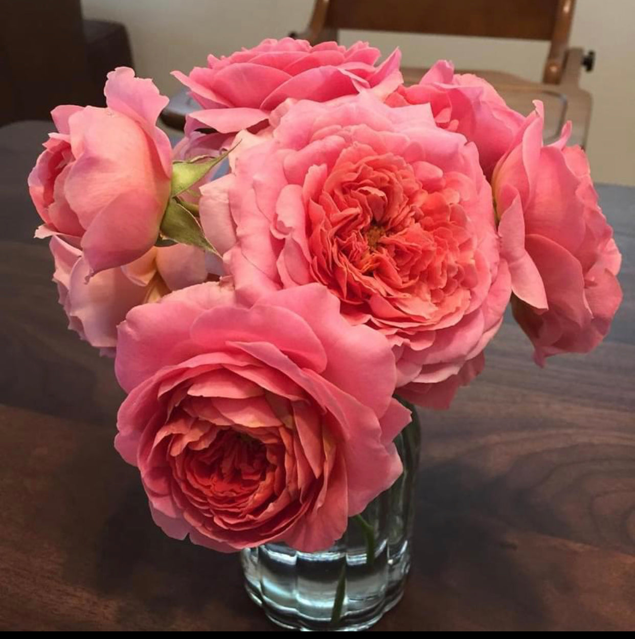 Enchanting Elegance: Amandine Chanel Climbing Rose