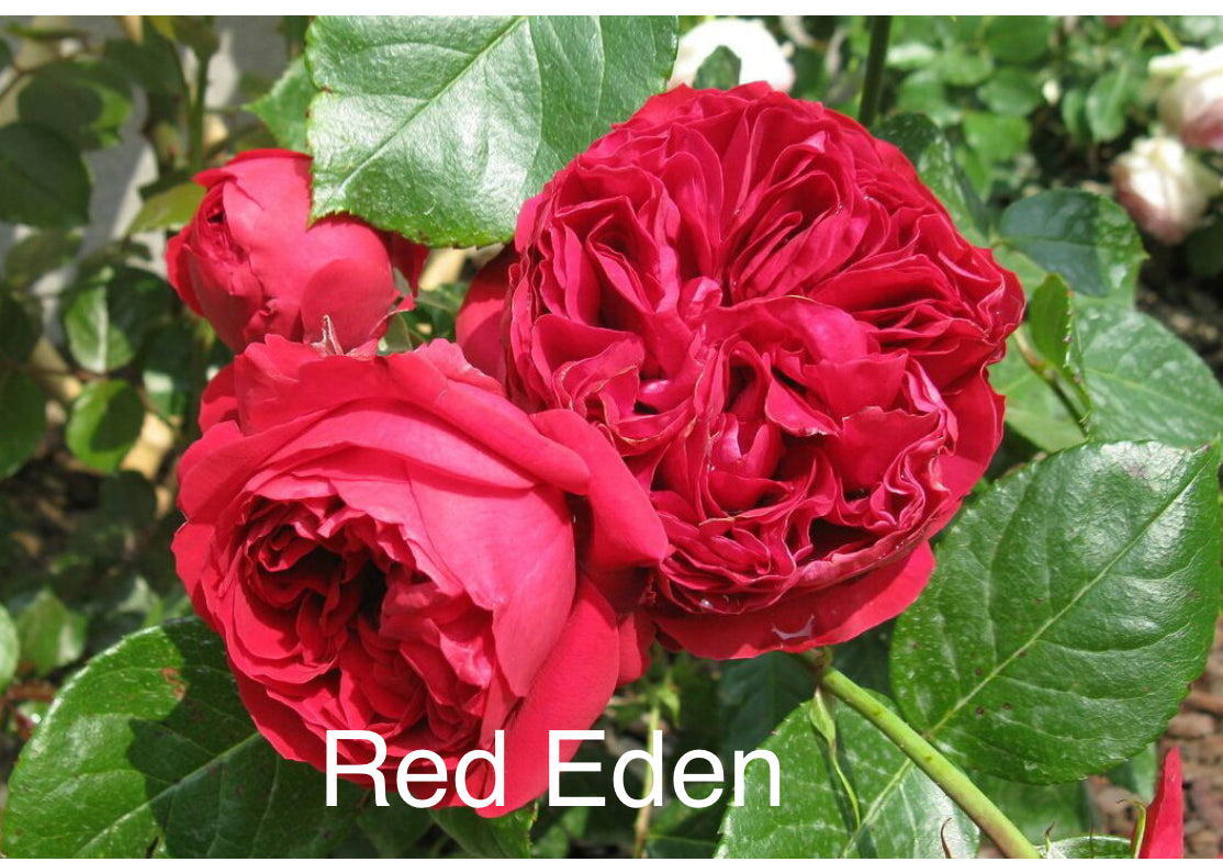 Air-layering Rooted Rose
