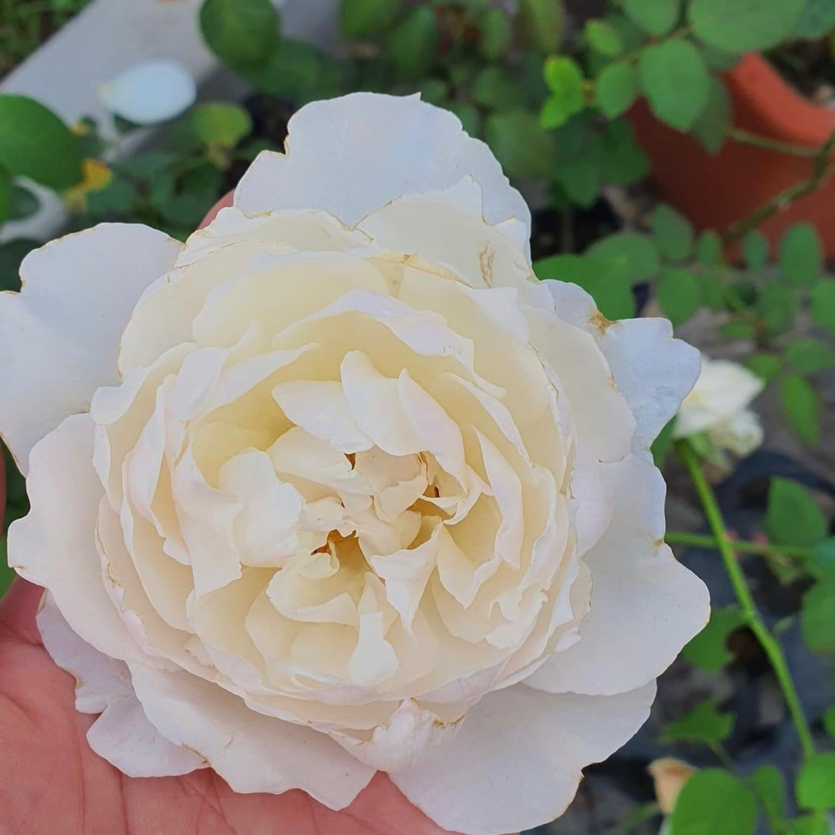 Le Blanc