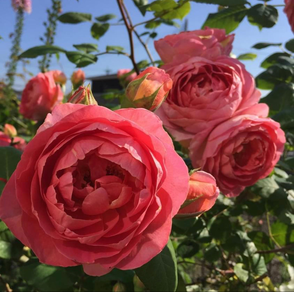 Enchanting Elegance: Amandine Chanel Climbing Rose