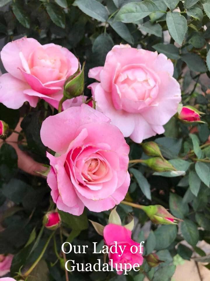 Air-layering Rooted Rose