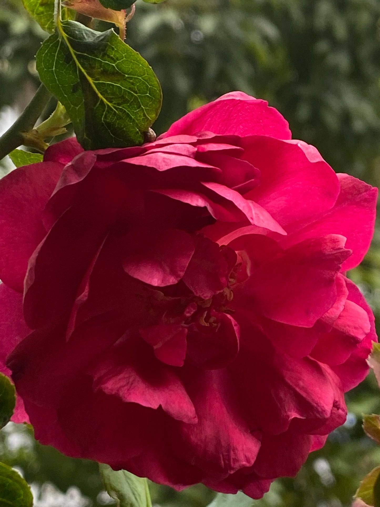 Autumn Rouge