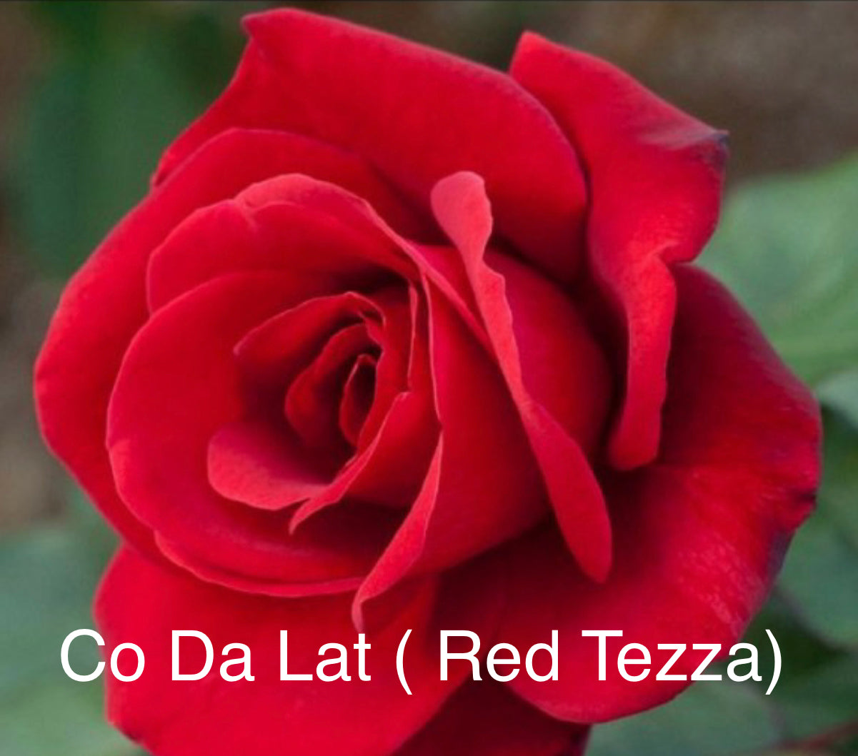Air-layering Rooted Rose