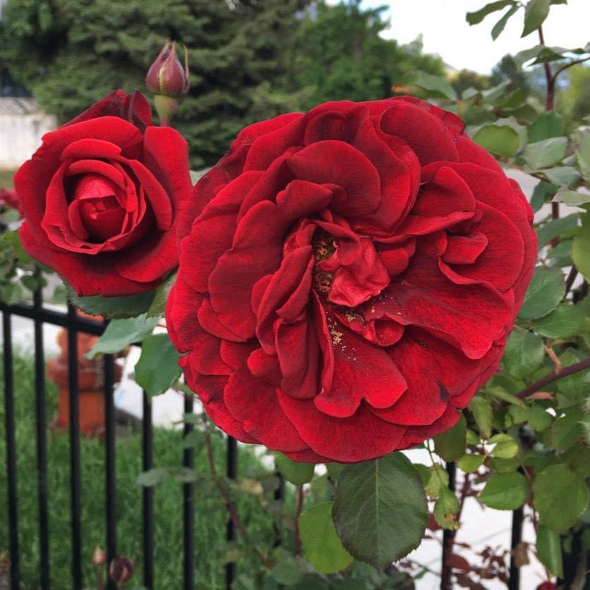 Don Juan- Own Root Rose Plant