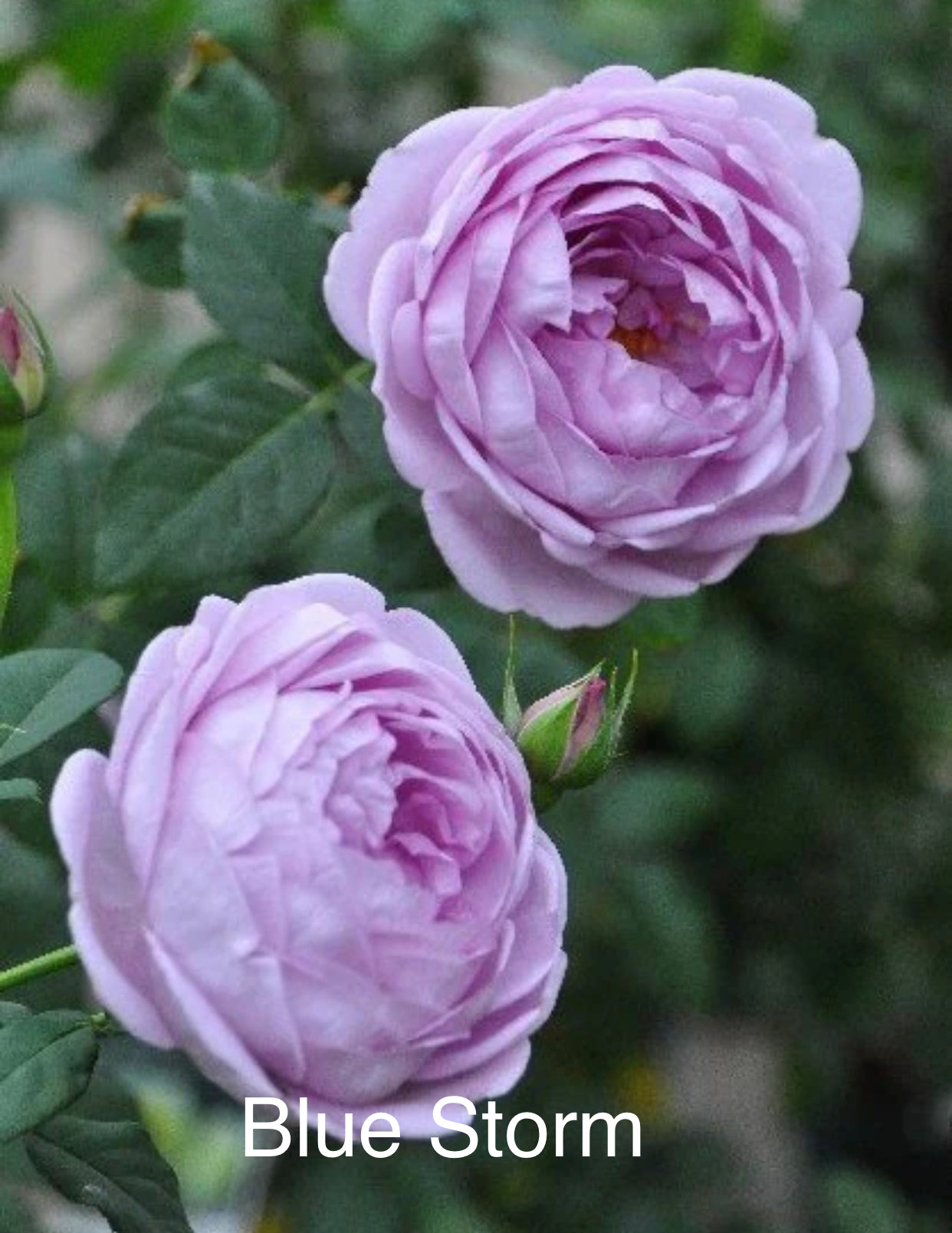 Air-layering Rooted Rose