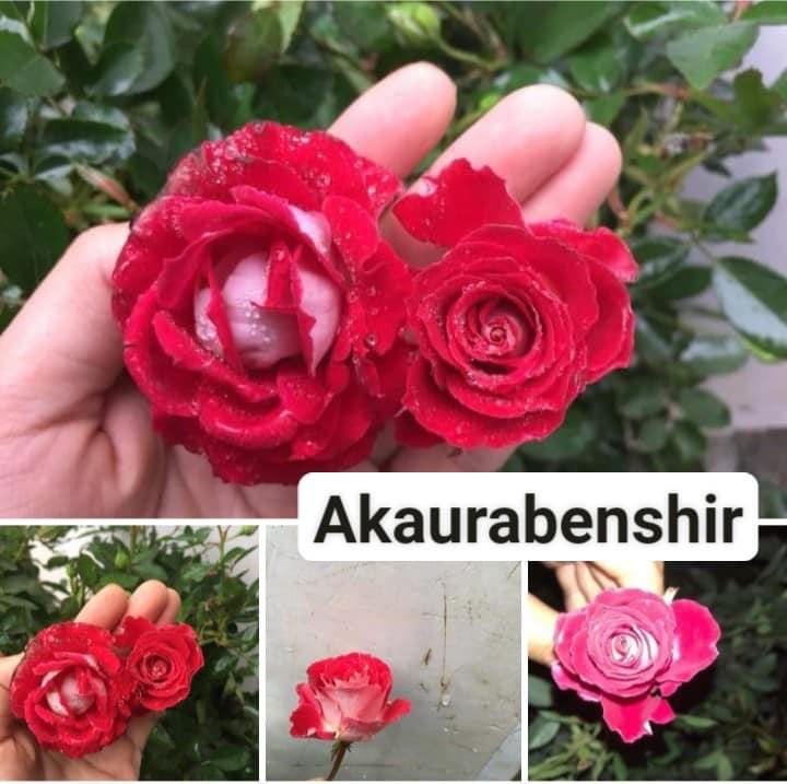 Akaurabenshir /Ruby ice
