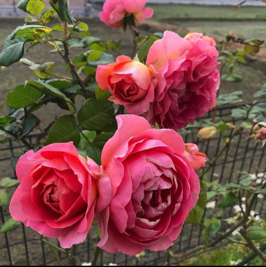 Enchanting Elegance: Amandine Chanel Climbing Rose
