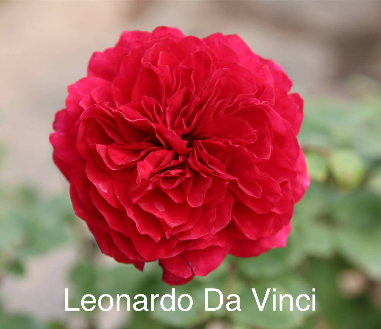 Air-layering Rooted Rose
