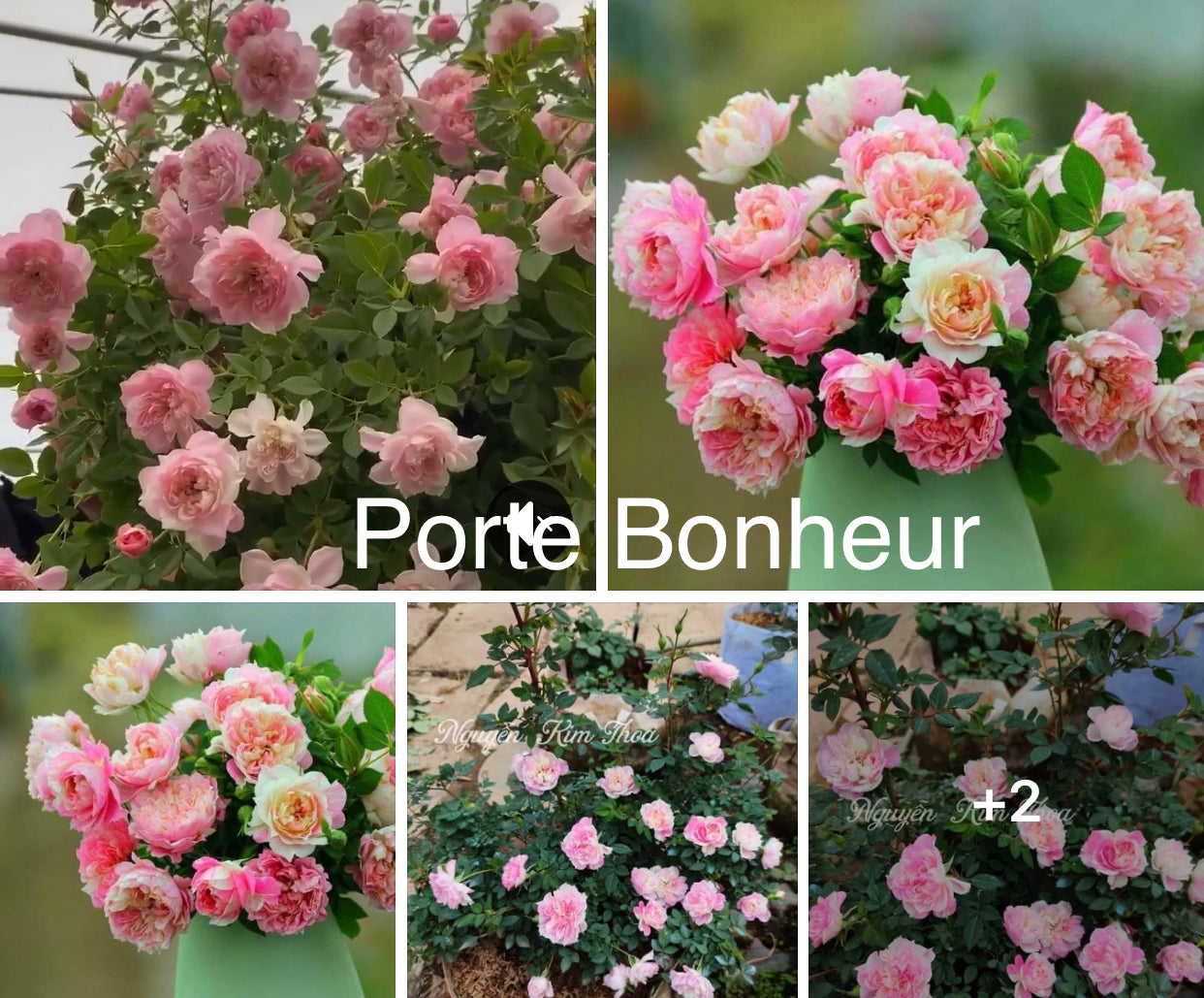 Porte Bonheur