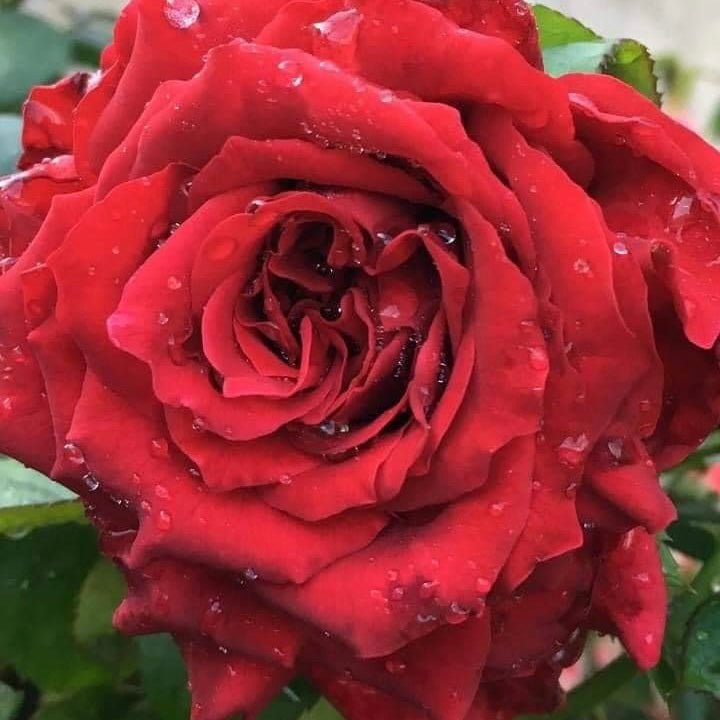 La Rose des Vents – SG Rose Corner