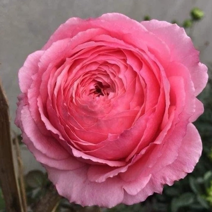 Lady Heirloom Rose: Timeless Beauty with Stunning Pink Blooms and Moderate Fragrance