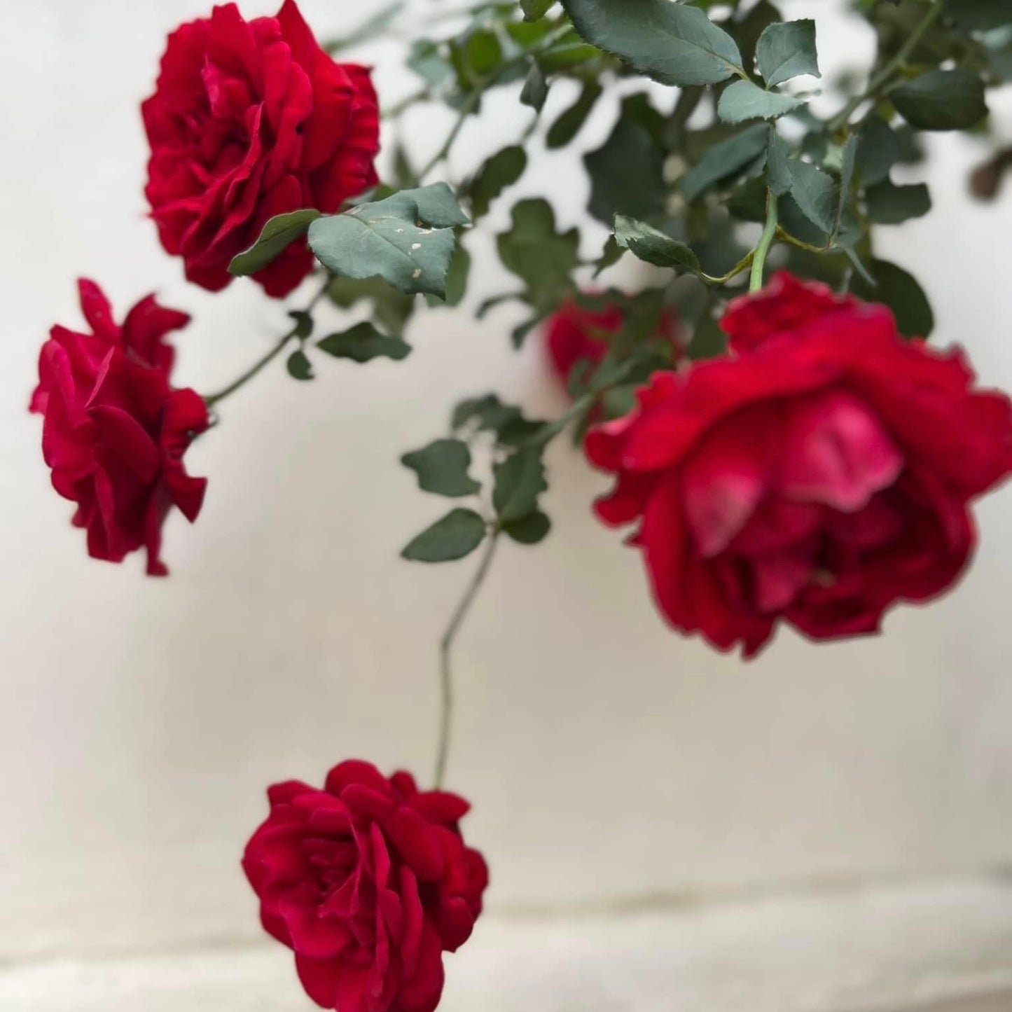 Don Juan- Own Root Rose Plant