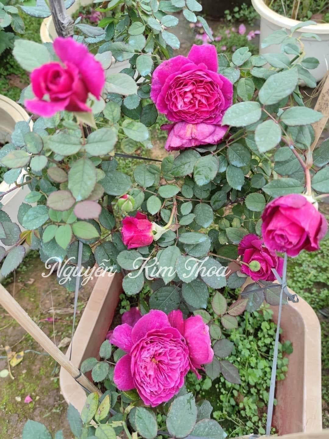 Ventilo Rose