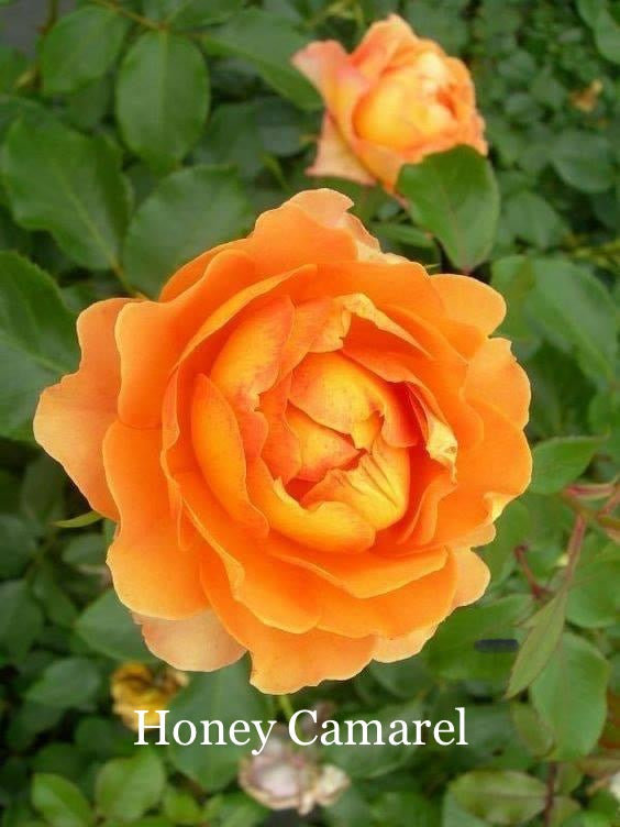 Air-layering Rooted Rose
