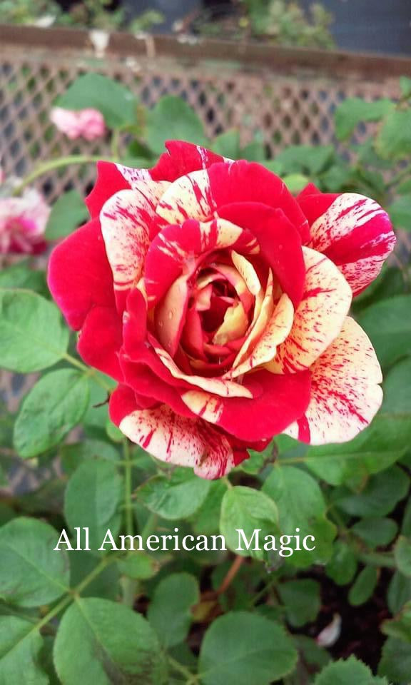 Air-layering Rooted Rose