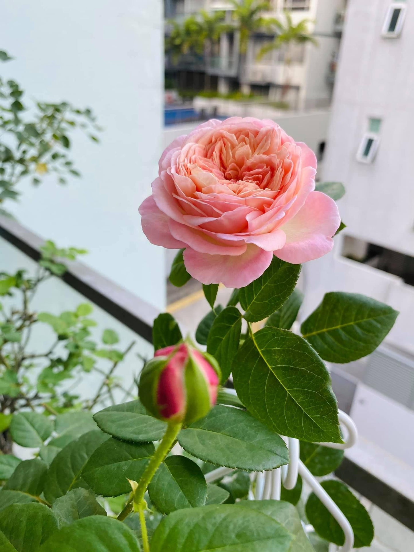 Aube Rose
