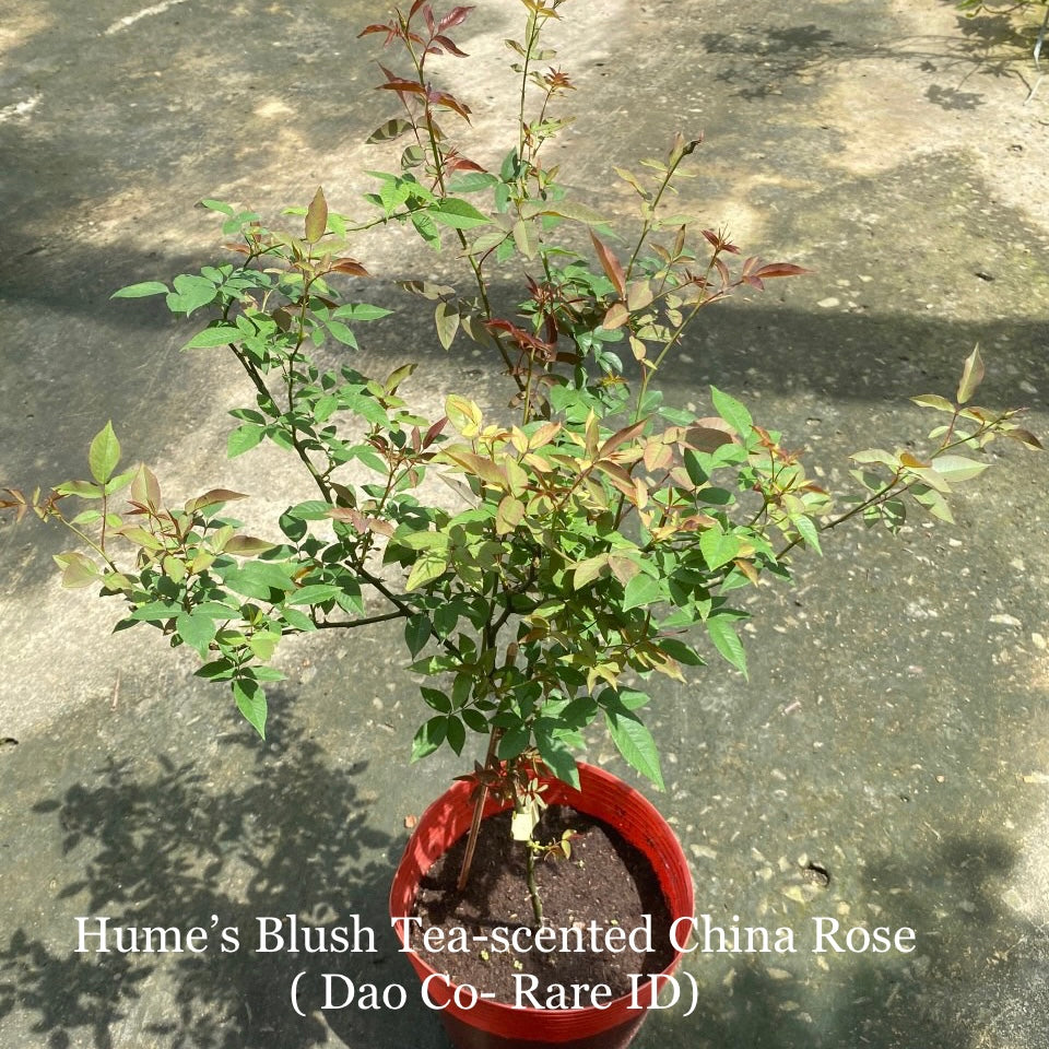 Rare ID- Hume’s Blush Tea-Scented China Rose ( Dao Co)
