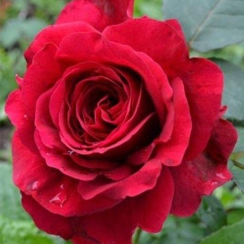 La Rose des Vents
