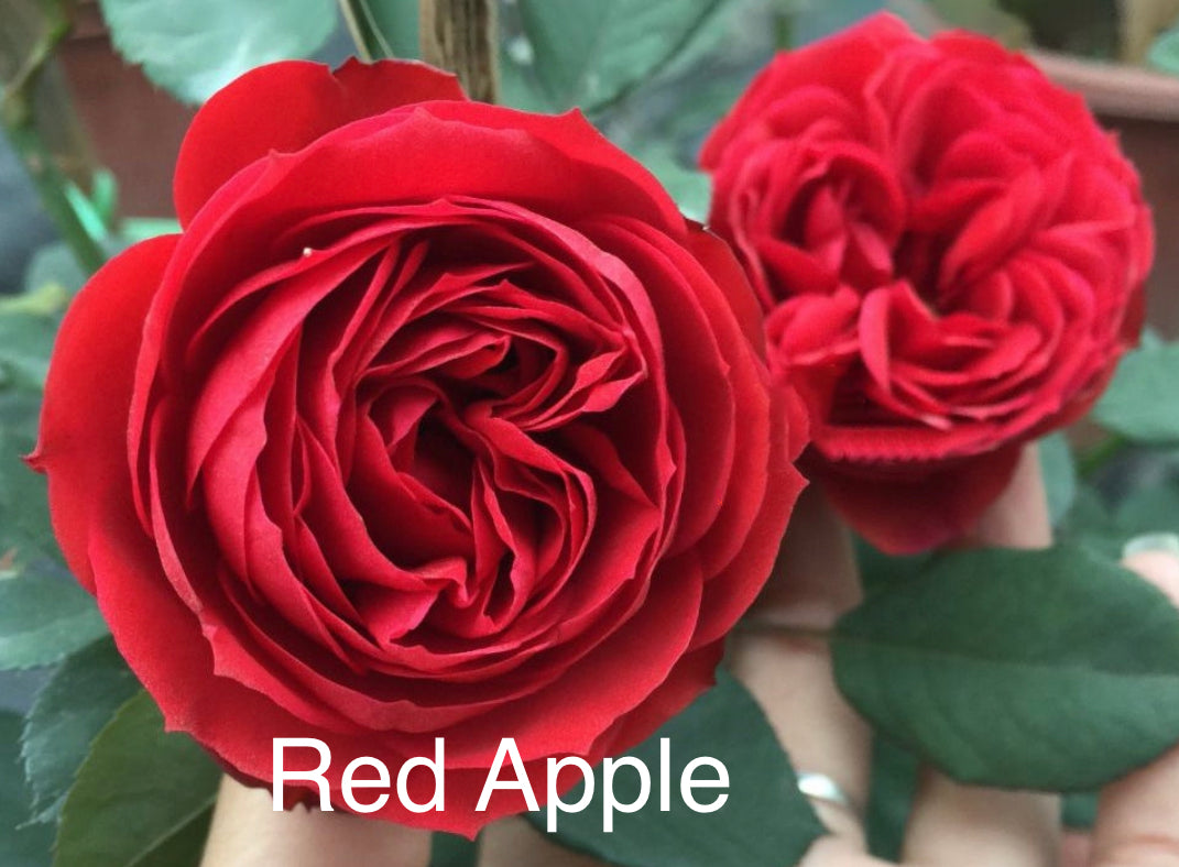 Air-layering Rooted Rose