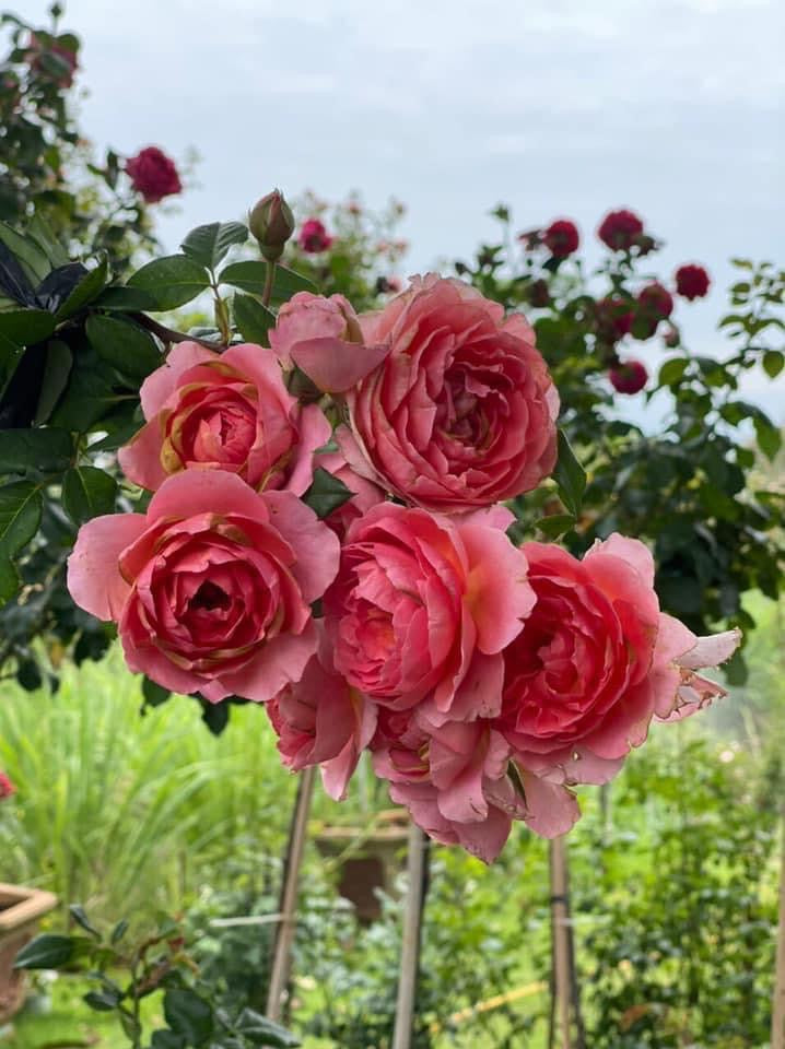 Enchanting Elegance: Amandine Chanel Climbing Rose