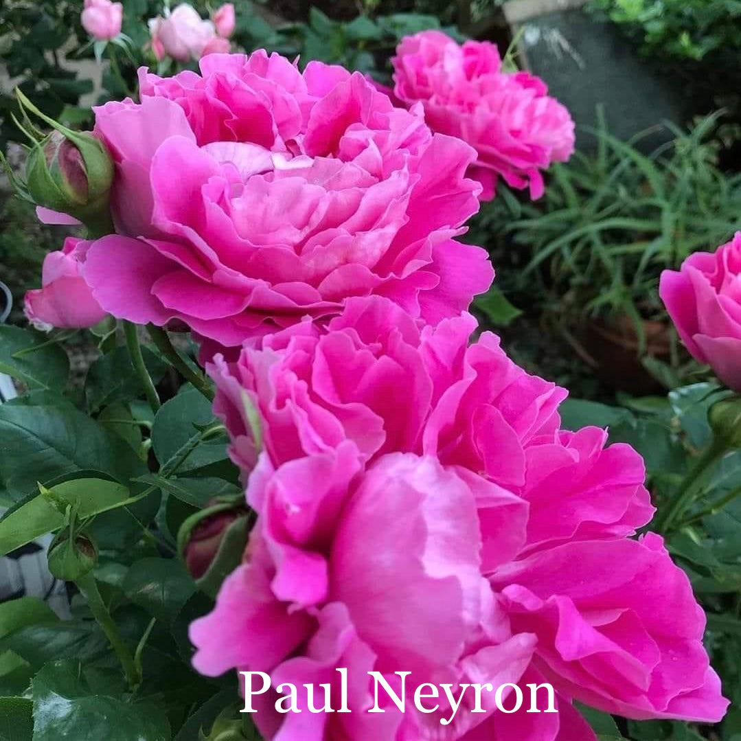 Paul Neyron Rose