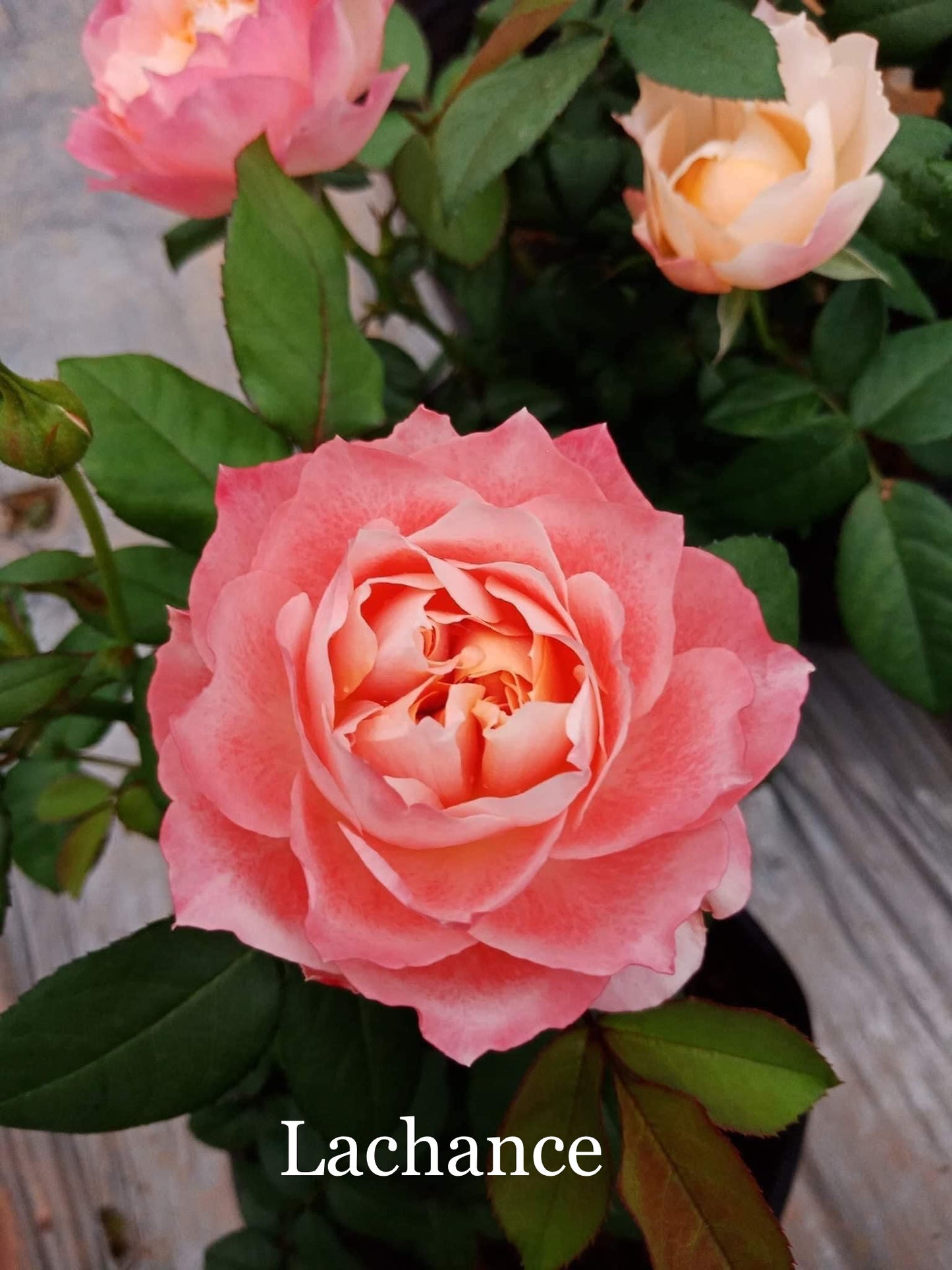 Air-layering Rooted Rose