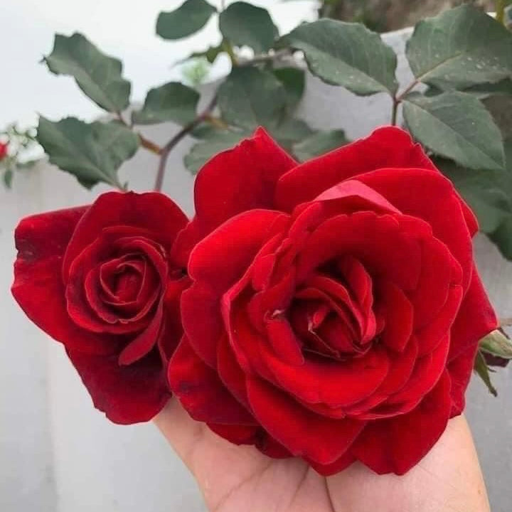 Don Juan- Own Root Rose Plant