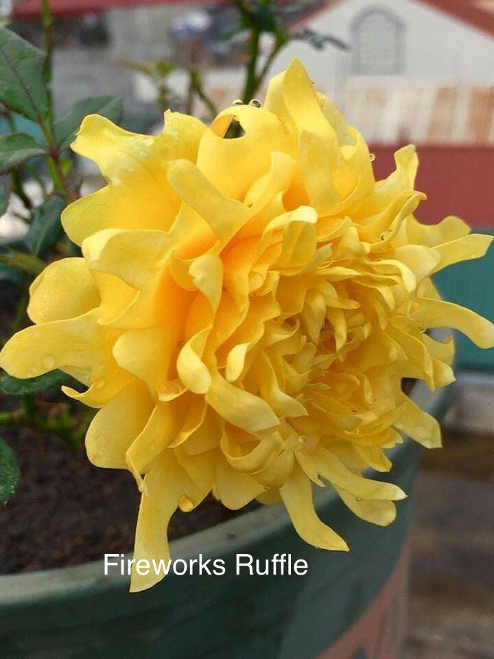 Air-layering Rooted Rose