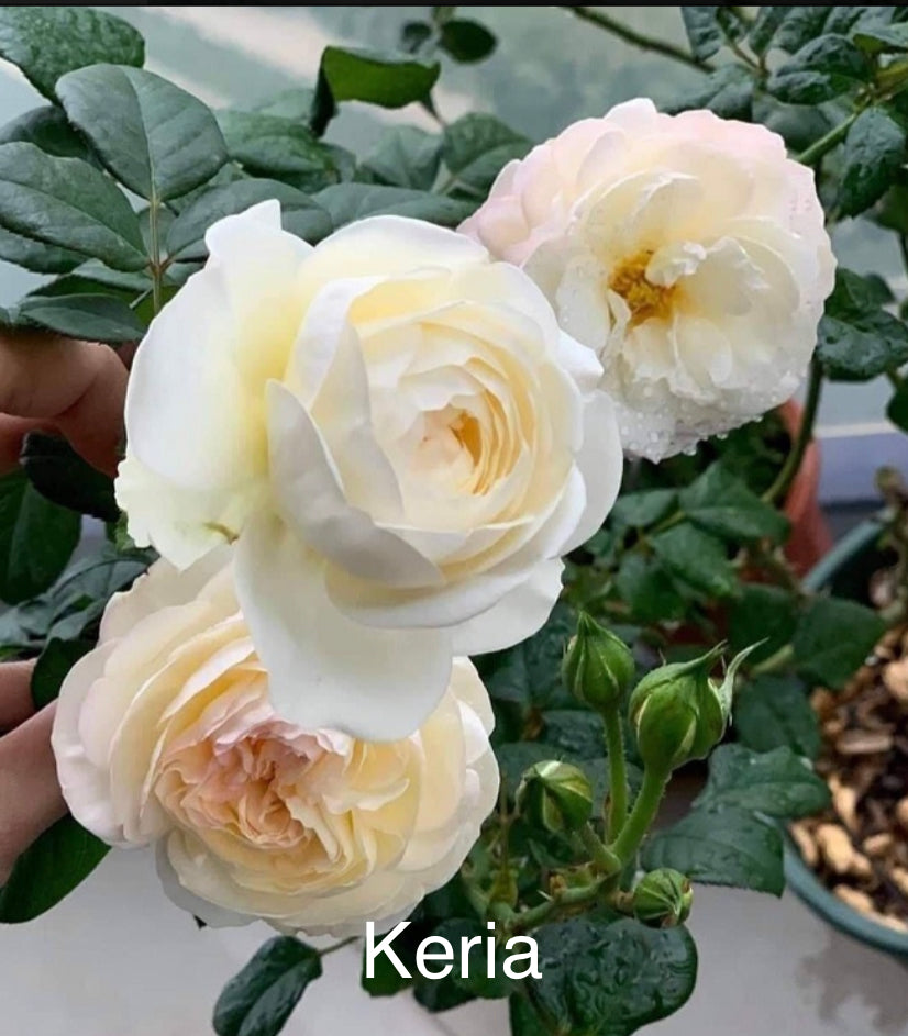 Air-layering Rooted Rose