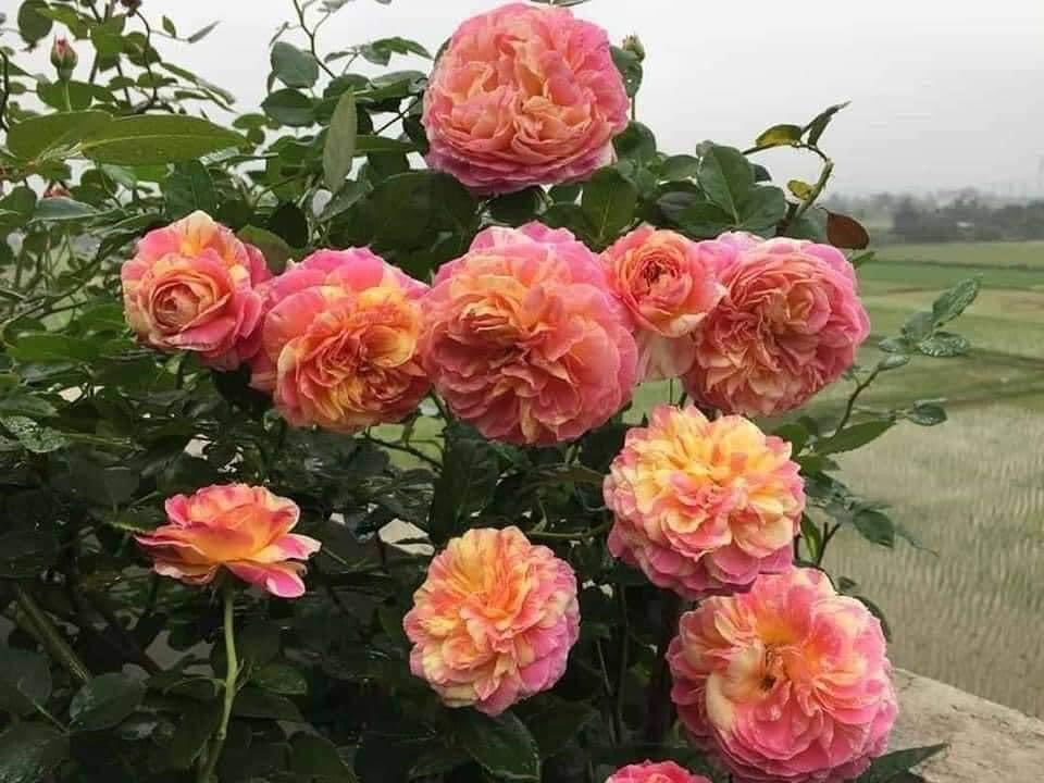 Claude Monet