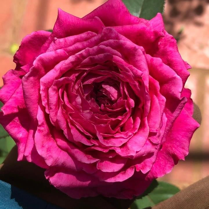 La Rose des Vents