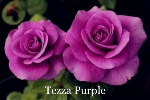 Air-layering Rooted Rose