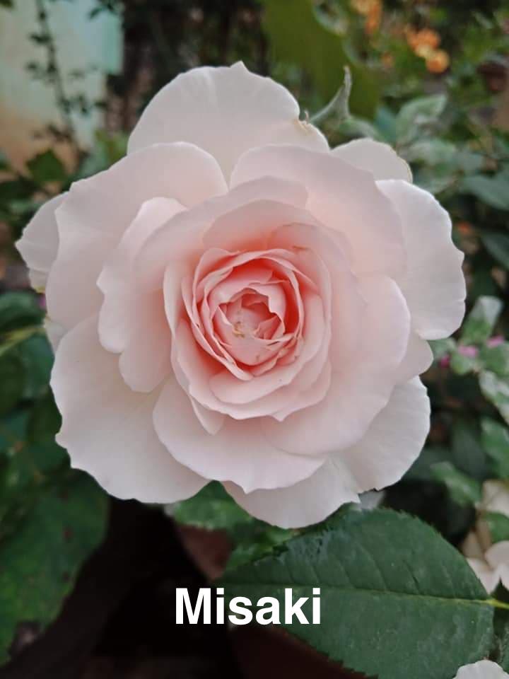 Air-layering Rooted Rose