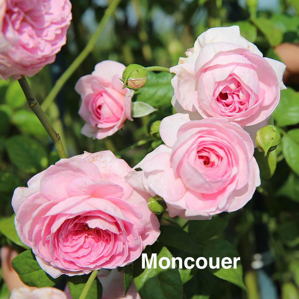 Air-layering Rooted Rose