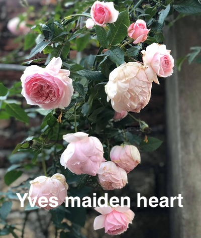 Air-layering Rooted Rose