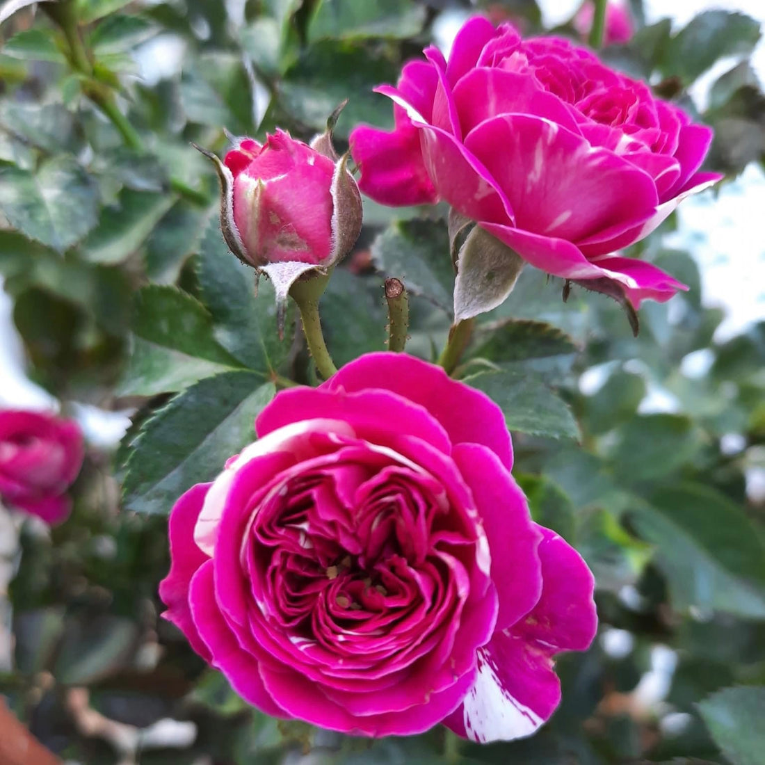 SCENTED JEWEL ROSE: A Must-Have for Rose Enthusiasts