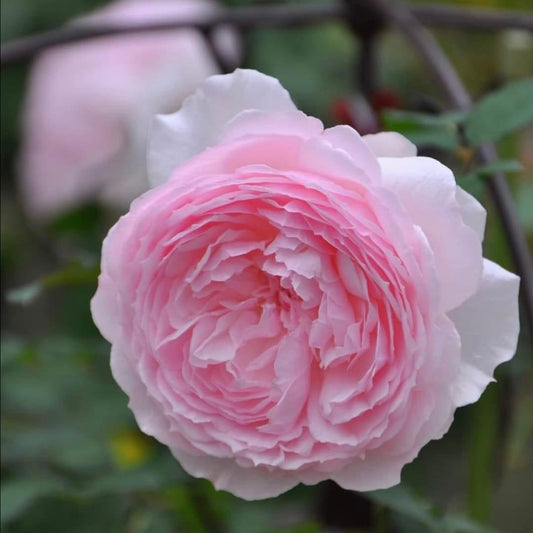 Enchanting Misaki Rose: The Gentle Beauty of Japanese Elegance