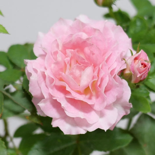 Blossoming Beauty: The Neptune King Terrazza Rose