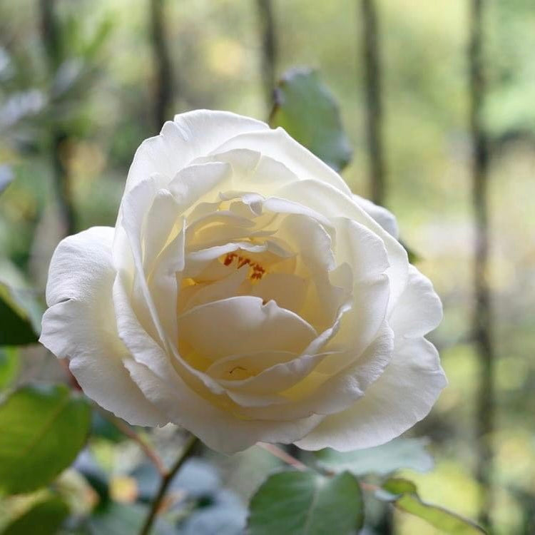 Cielo (Ciero-cicero) Rose: A Japanese Elegance for Your Garden