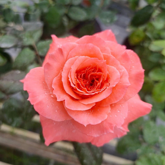Sweet Fragrance Rose: Captivating Beauty and Alluring Scent in Your Garden