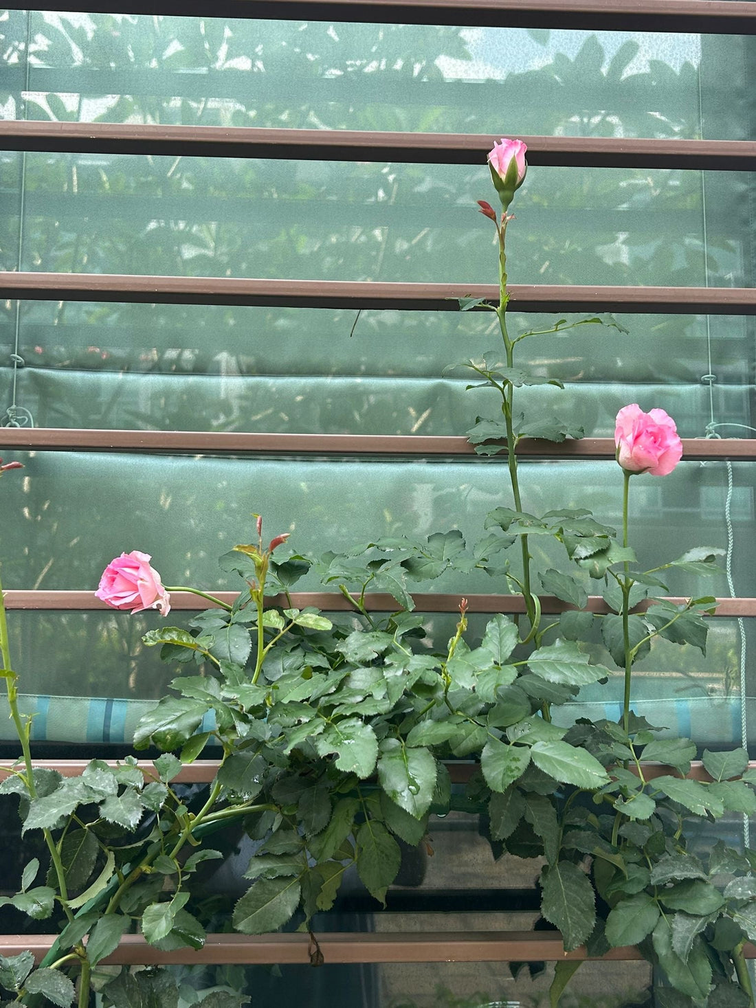 Not Just A Rose Seller — A Rose Growing Journey Together