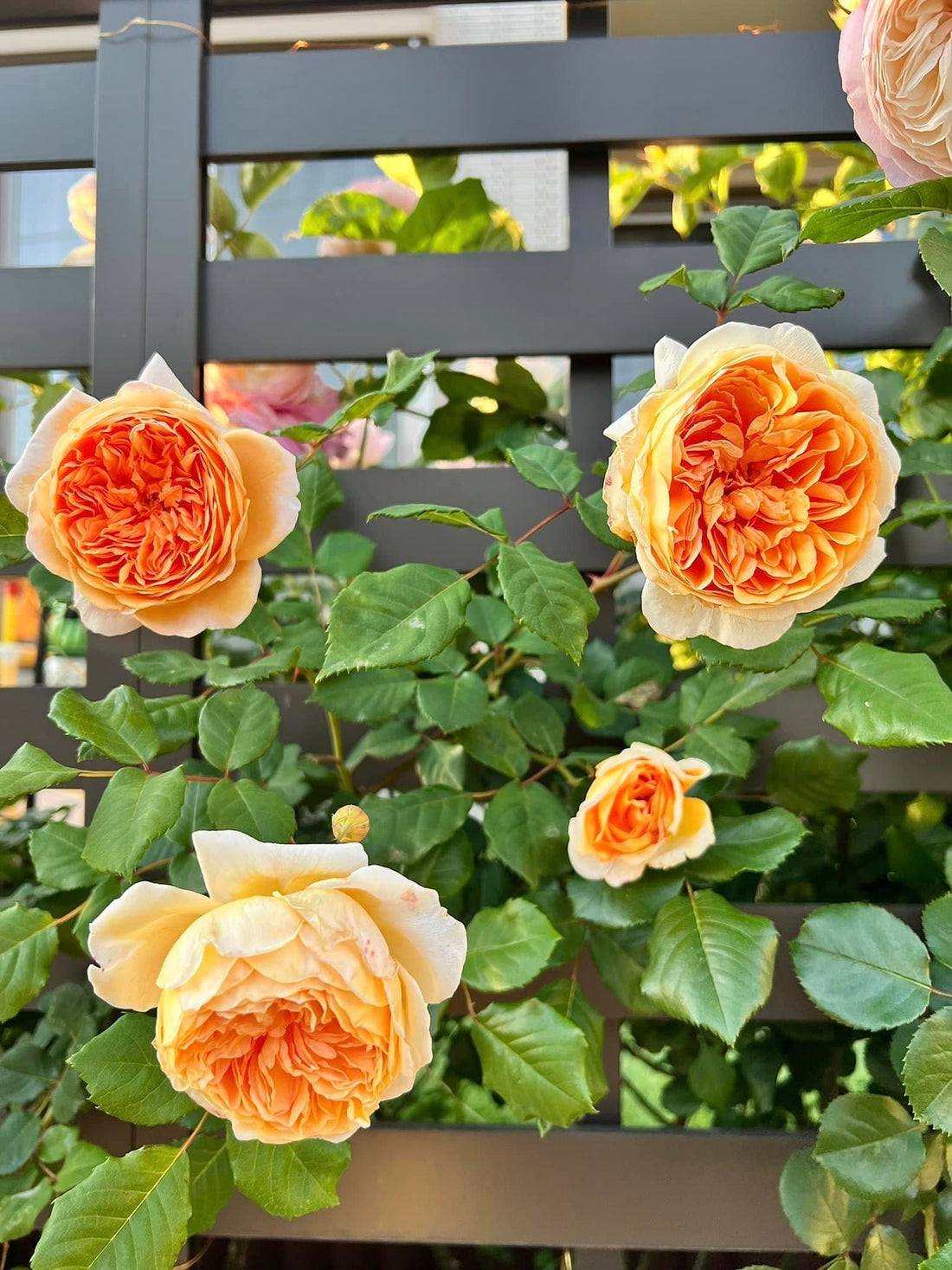 Regal Beauty: Crown Princess Margareta - An Excellent Apricot Blend Rose