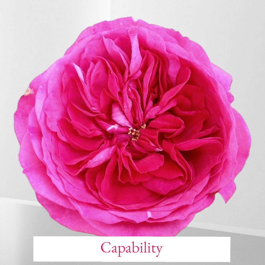 Capability Rose: A Floral Masterpiece of Fragrance, Color, and Resilience