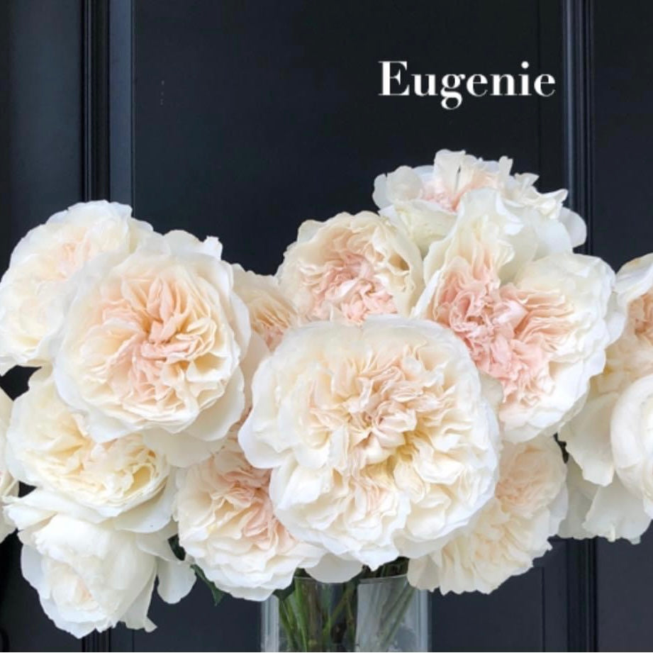 Exquisite 'Eugenie' English Rose